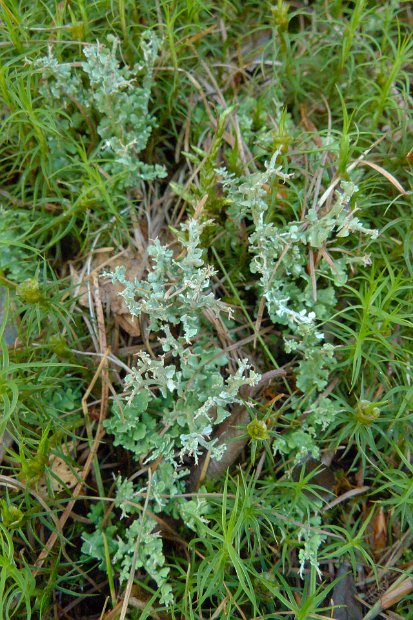 Cladonia furcata-4